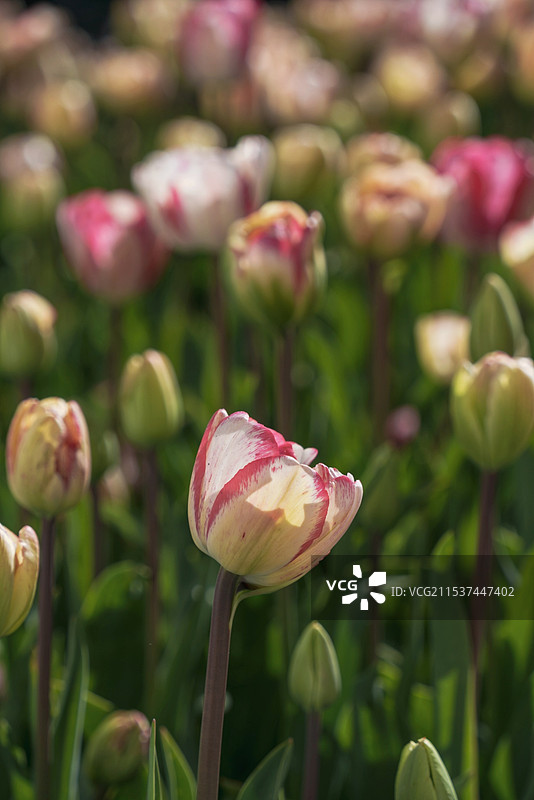 春花烂漫春天里温哥华岛的布查特花园随拍图片素材