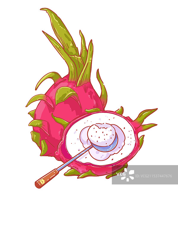 火龙果白底插画素材图片素材