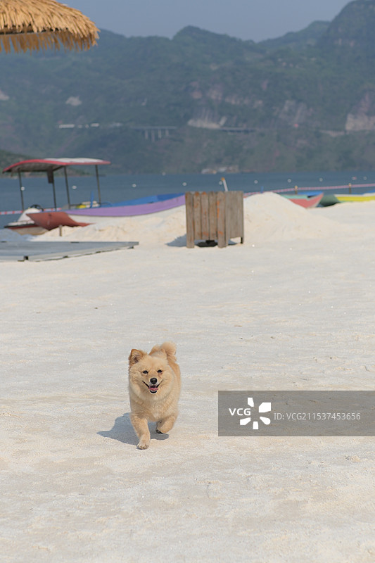 海滩上的狗图片素材