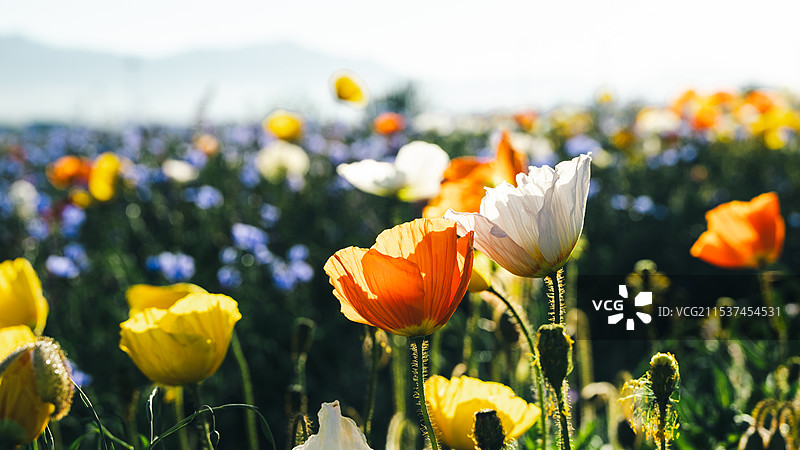 虞美人植物野外特写图片素材