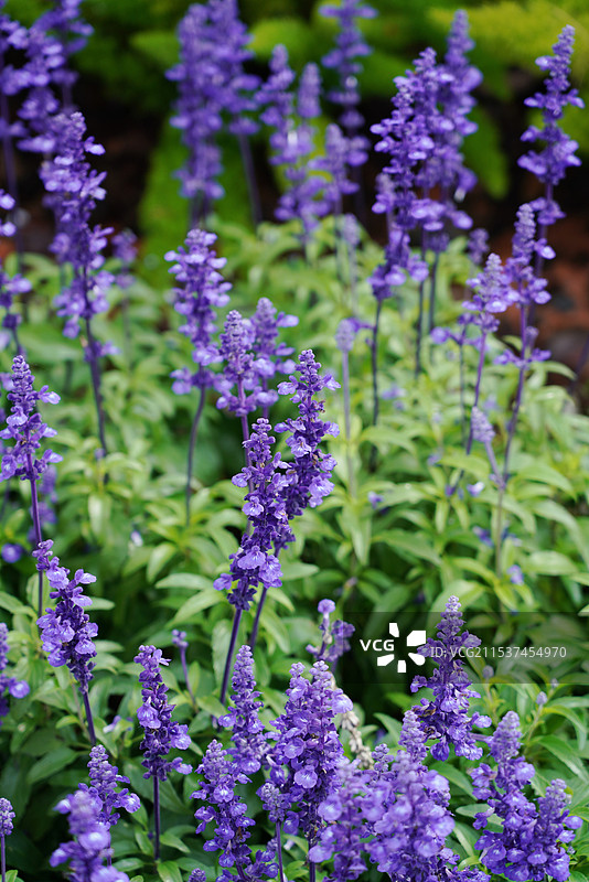 花带里的兰花指鼠尾草图片素材