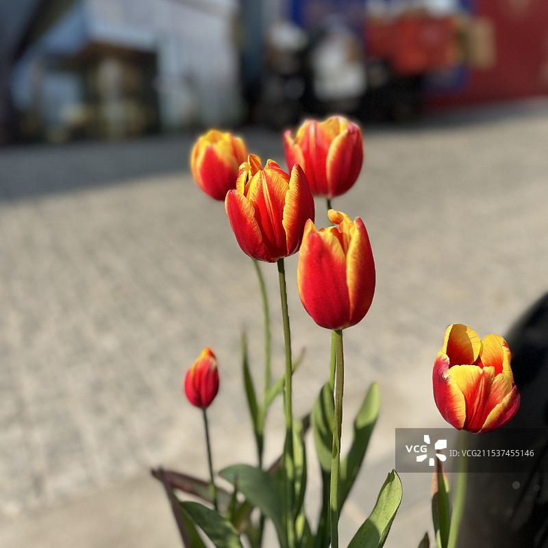 花花特写图片素材