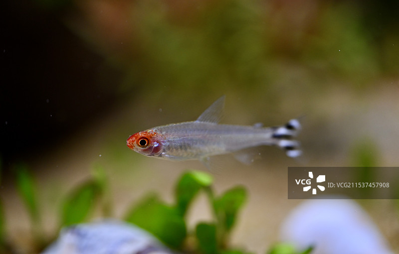 鱼儿在鱼缸里游泳的特写镜头图片素材