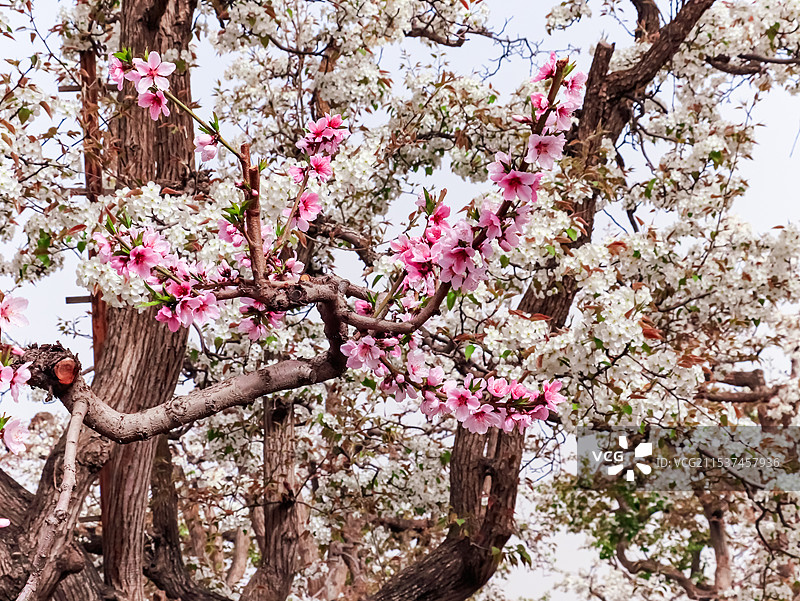 春季碧桃花图片素材
