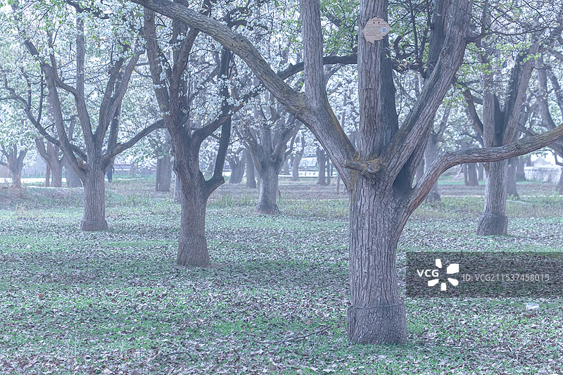 什川梨园图片素材