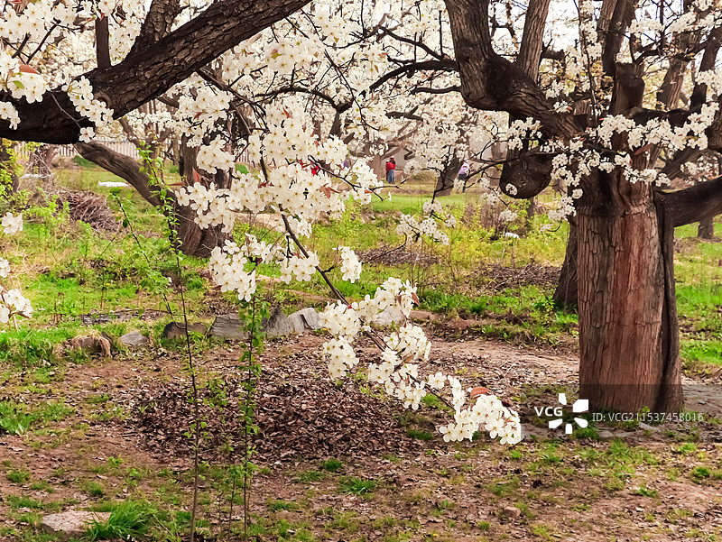 什川梨园春色撩人图片素材