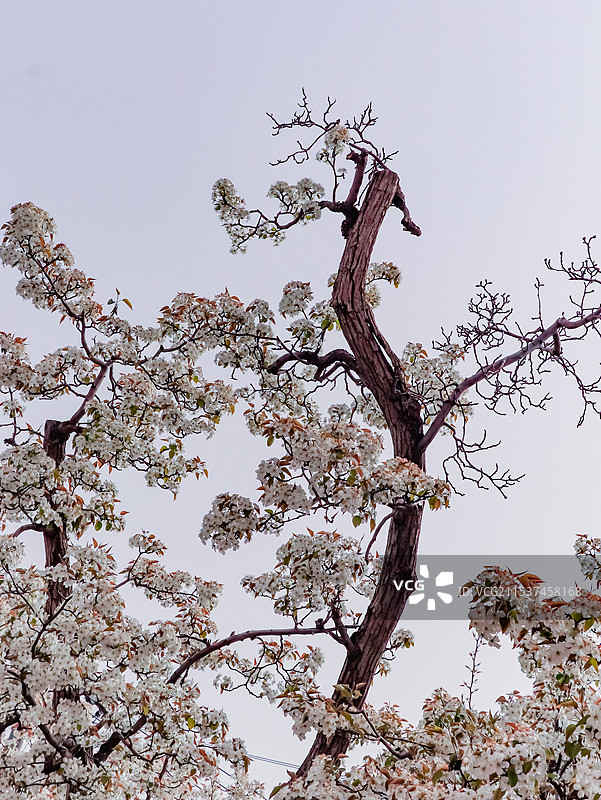 什川古梨园图片素材