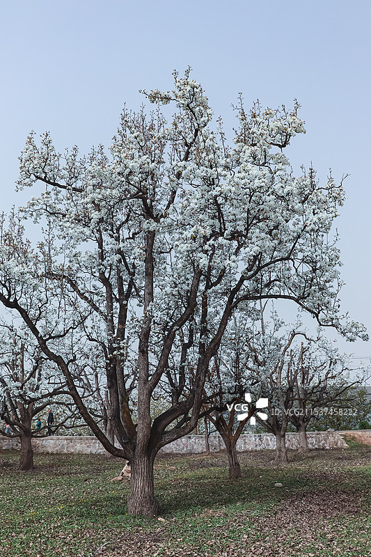 什川梨园图片素材
