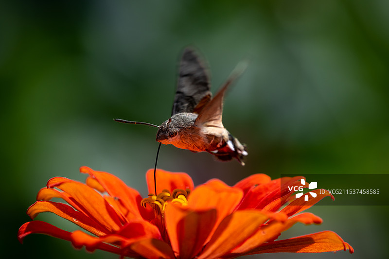 蜂鸟鹰峨图片素材