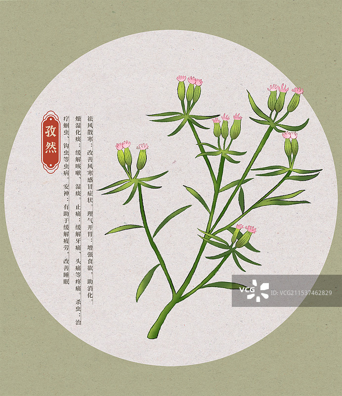 孜然中草药国潮国风水彩插画图片素材