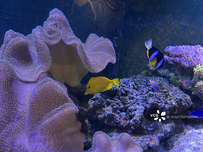 小黄鱼和小丑鱼图片素材