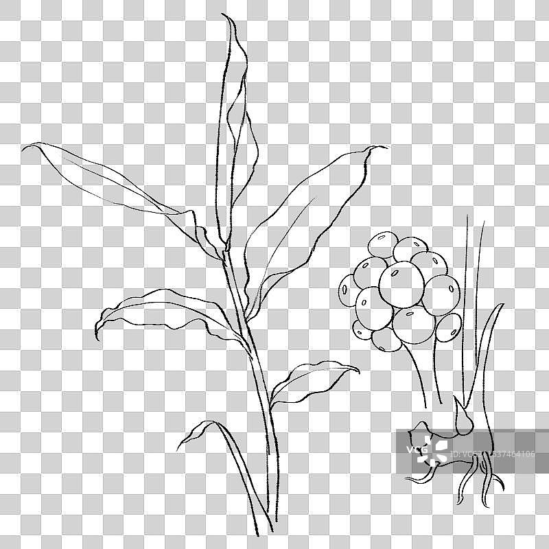 草果手绘中药材水彩插画图片素材