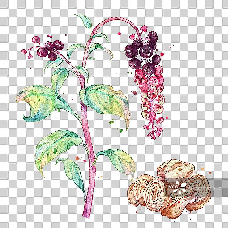 商陆手绘中药材水彩插画图片素材
