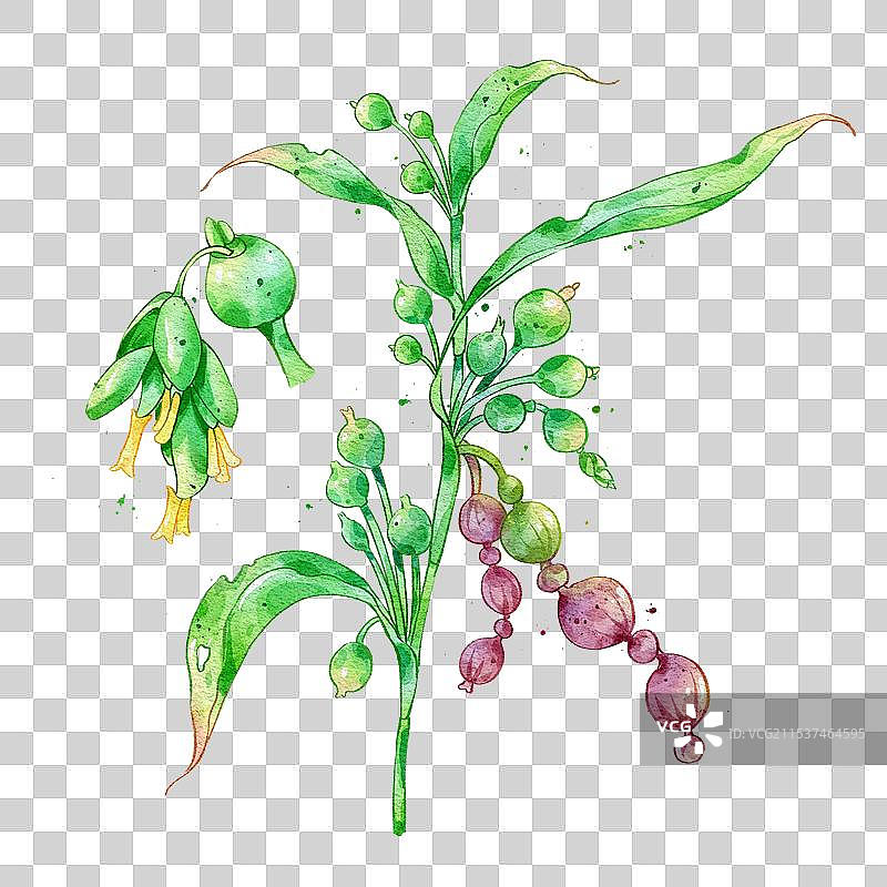 薏苡手绘中药材水彩插画图片素材