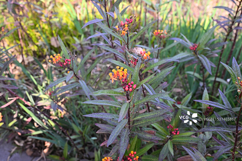 成都东安湖公园，冬日暖阳下的马利筋图片素材