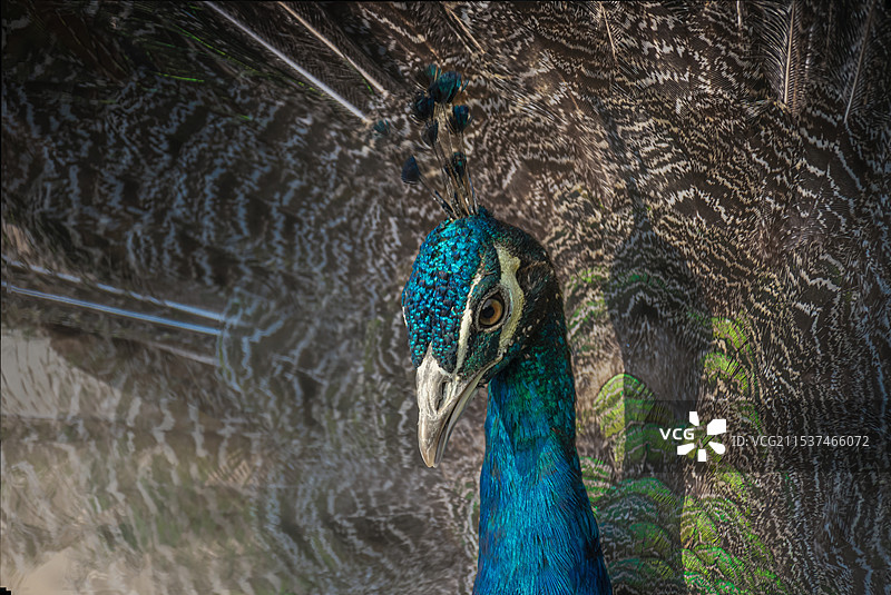 孔雀开屏图片素材