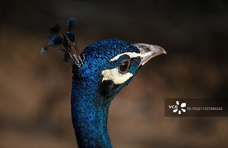 孔雀冠图片素材