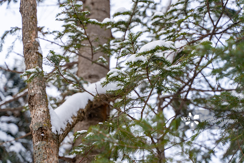中国雪乡 林海雪原 雪檐 冰棱 白原 素林 晶枝 雪道 寒溪 玉峰 素岭 冷杉 琼枝图片素材