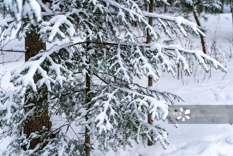 中国雪乡 林海雪原 雪檐 冰棱 白原 素林 晶枝 雪道 寒溪 玉峰 素岭 冷杉 琼枝图片素材
