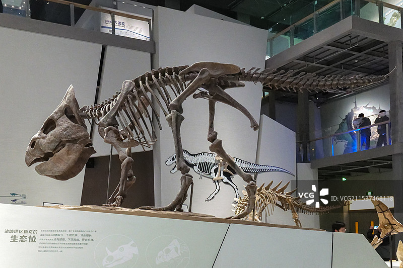 意外诸城角龙 晚白垩世（距今约7500万年） 山东诸城出土 山东博物馆“山东龙-穿越白垩纪”展图片素材