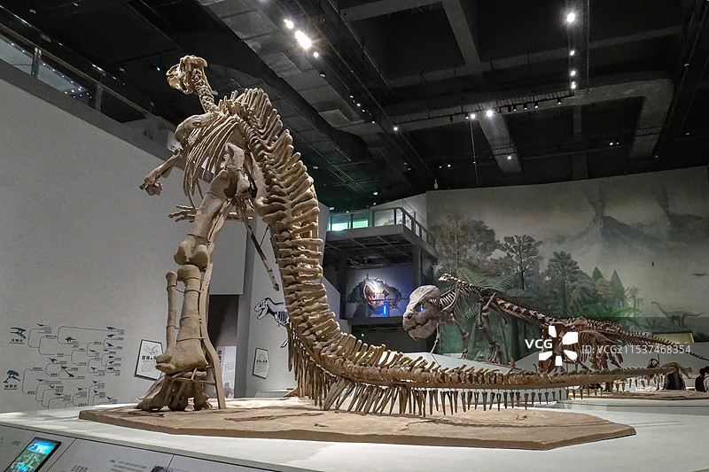 巨型山东龙 晚白垩世（距今约7500万年） 山东诸城出土 山东博物馆“山东龙-穿越白垩纪”展图片素材