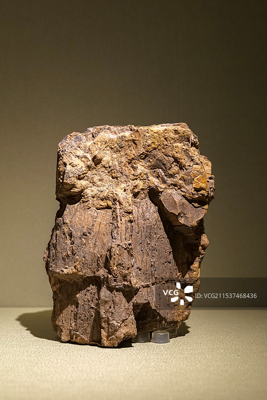 柏树干硅化木 晚白垩世 山东安丘出土 山东博物馆“山东龙-穿越白垩纪”展图片素材