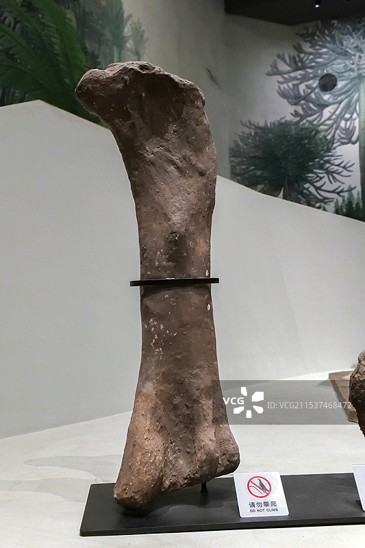 师氏盘足龙背椎（模型） 早白垩纪 山东新泰出土 山东博物馆“山东龙-穿越白垩纪”展图片素材