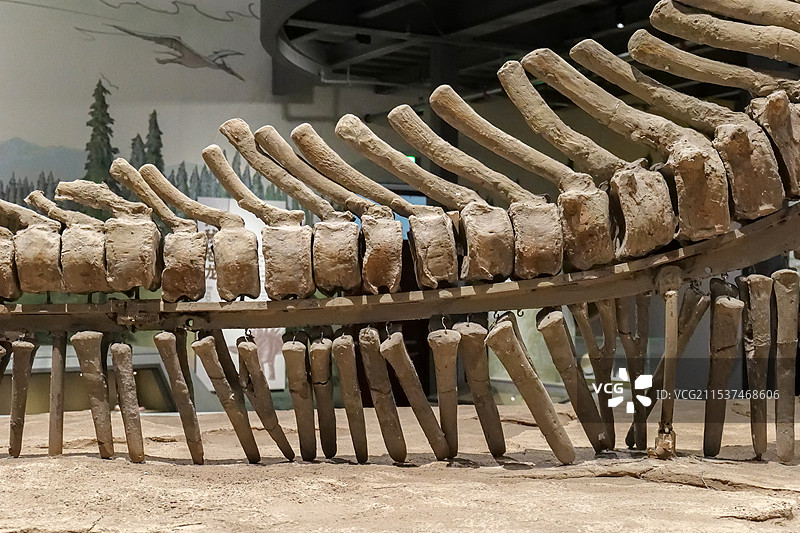 巨型山东龙 晚白垩世 山东诸城出土 山东博物馆“山东龙-穿越白垩纪”展图片素材