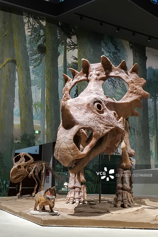 诸城中国角龙 晚白垩世（距今约7500万年） 山东诸城出土 山东博物馆“山东龙-穿越白垩纪”展图片素材