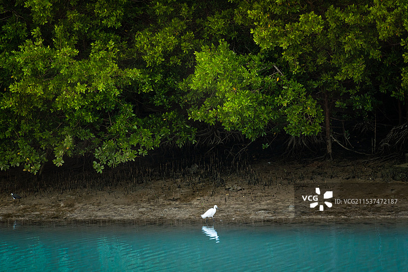 茂密的红树林和湖边的白鹭图片素材