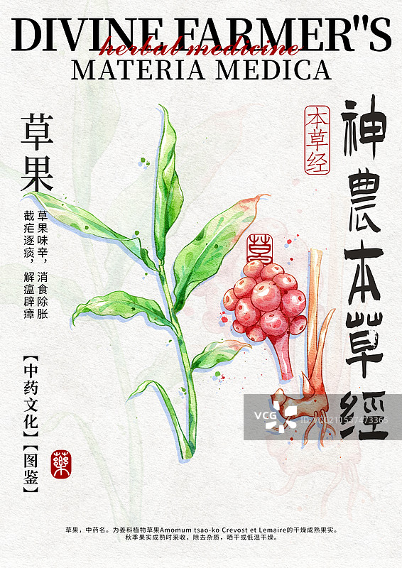 草果手绘中药材水彩插画设计模版图片素材