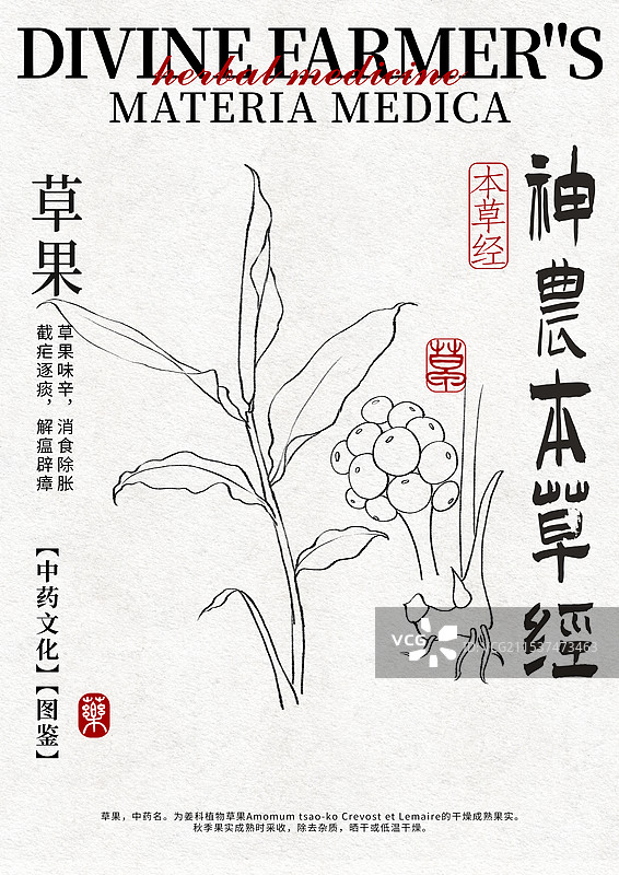 草果手绘中药材水彩插画设计模版图片素材