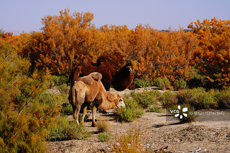 骆驼与沙丘图片素材