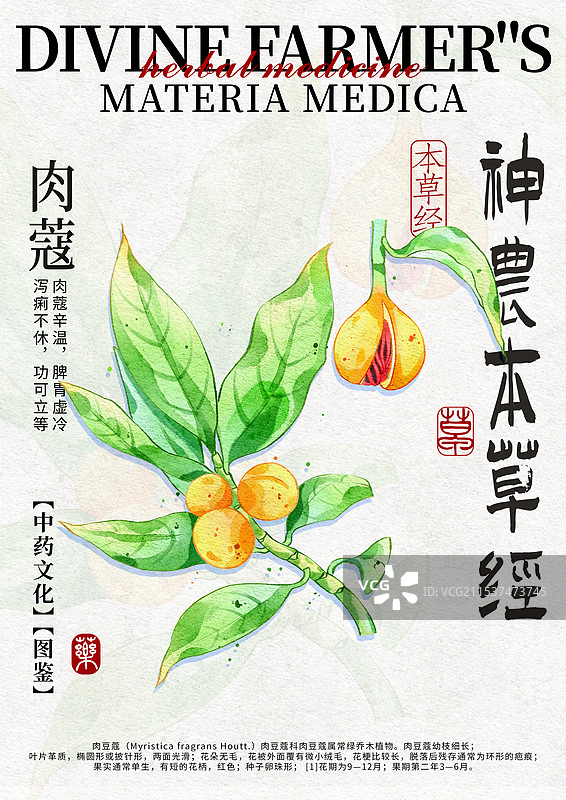 肉蔻手绘中药材水彩插画设计模版图片素材