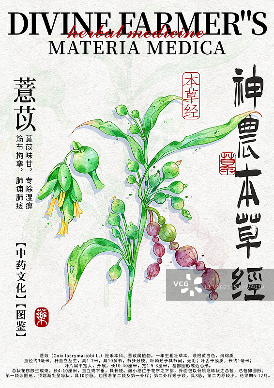 薏苡手绘中药材水彩插画设计模版图片素材