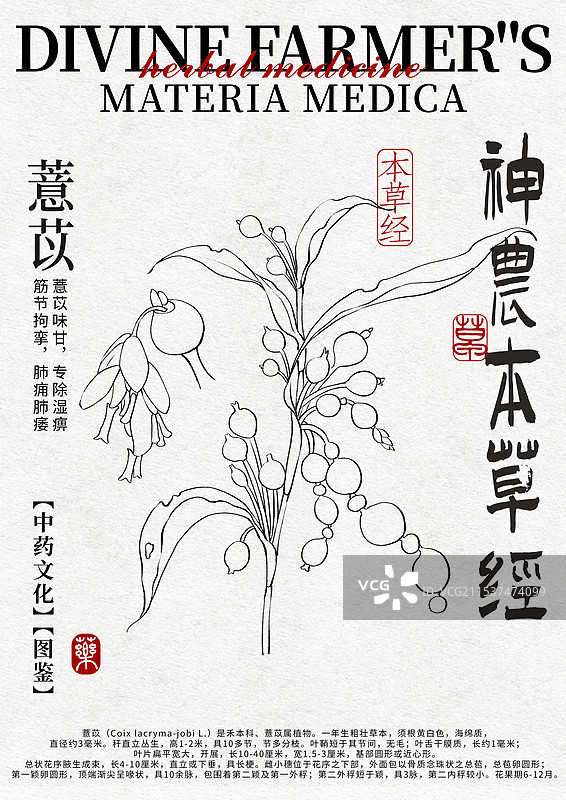 薏苡手绘中药材水彩插画设计模版图片素材