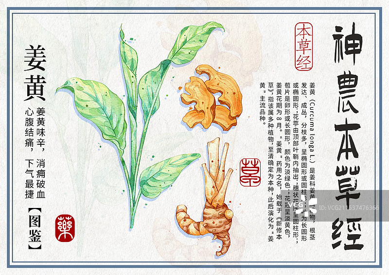 姜黄手绘中药材水彩插画设计横版模版图片素材