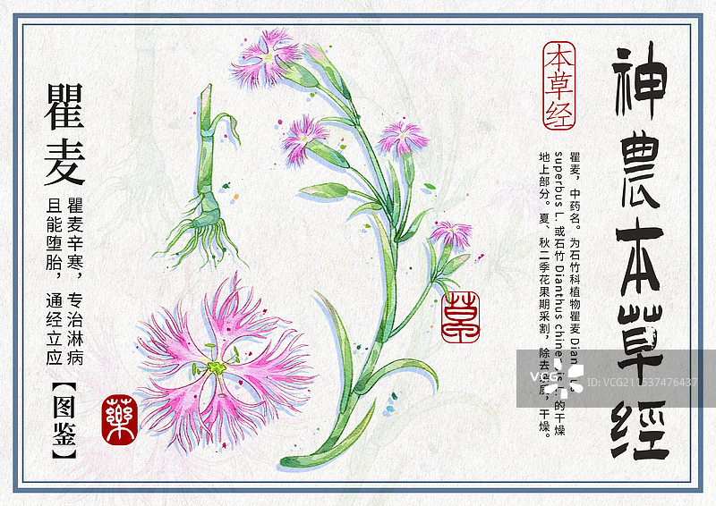 瞿麦手绘中药材水彩插画设计横版模版图片素材