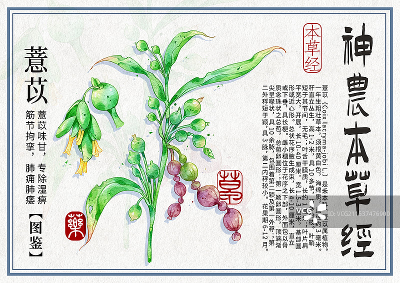 薏苡手绘中药材水彩插画设计横版模版图片素材