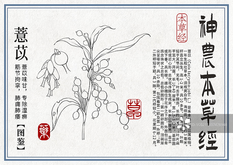 薏苡手绘中药材水彩插画设计横版模版图片素材