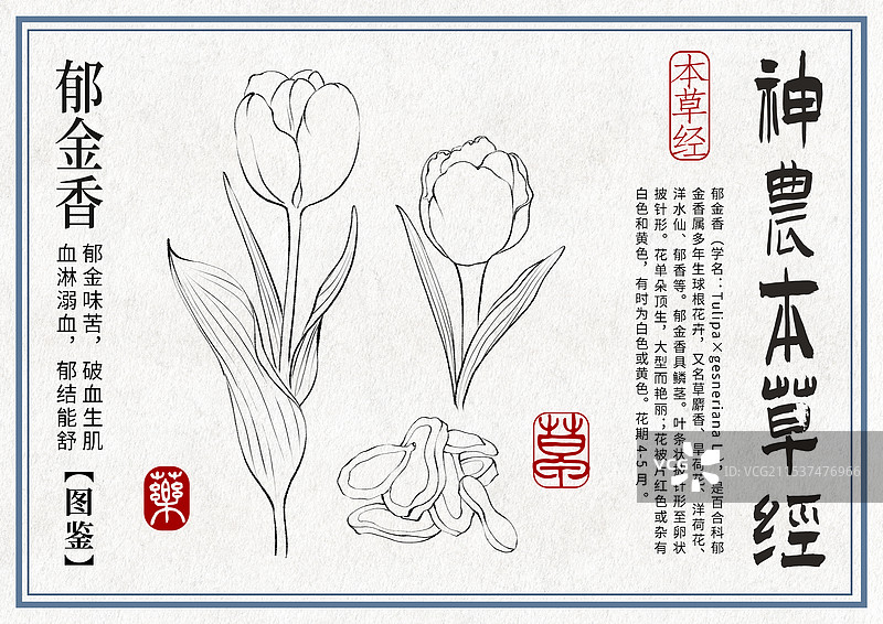 郁金香手绘中药材水彩插画设计横版模版图片素材