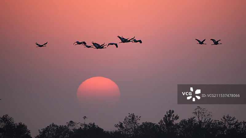 《与旭日同行》-灰鹤图片素材