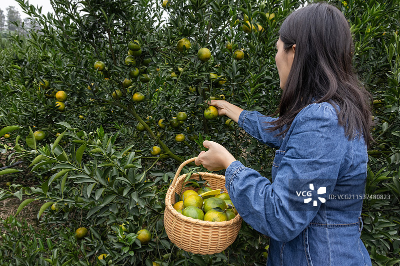 种植园里年轻女人采摘新会柑图片素材