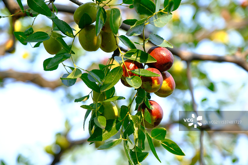 成熟中的山西板枣图片素材
