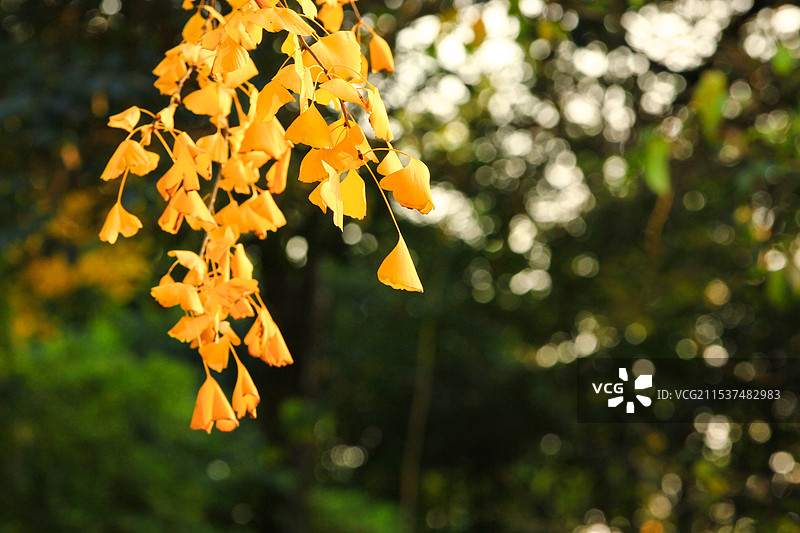 金黄的银杏叶片背景图片素材