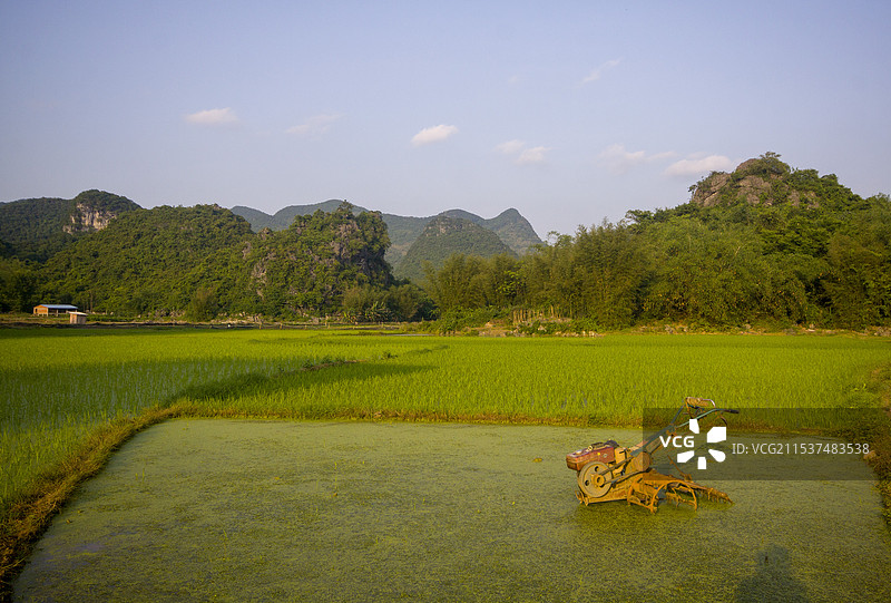 农田里的小“金牛”（2017）图片素材