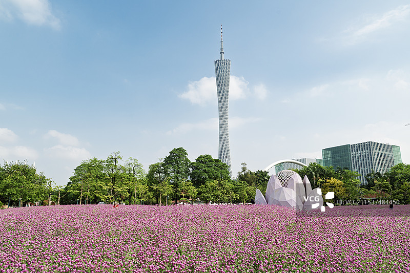 广州塔下的千日红图片素材