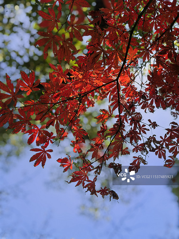 秋冬红色枫叶图片素材