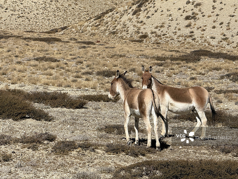 骡子图片素材