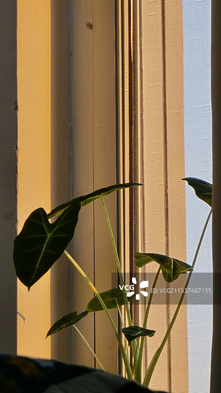 绿天鹅绒海芋图片素材